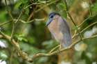Boat billed Heron-Costa Rica Art Print